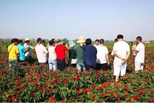 Haoguofeng has obvious effect on color change and yield increase in pepper